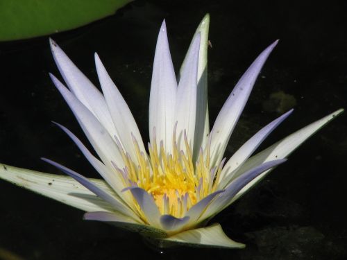 waterlily water lily