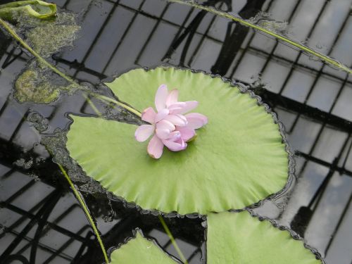 waterlily floating flower pink