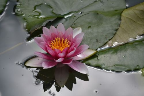waterlily flower water