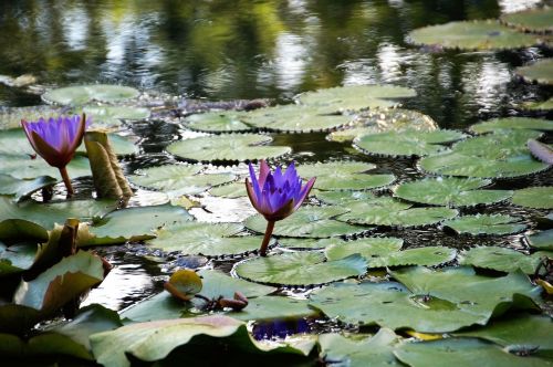 waterlily water flower plant