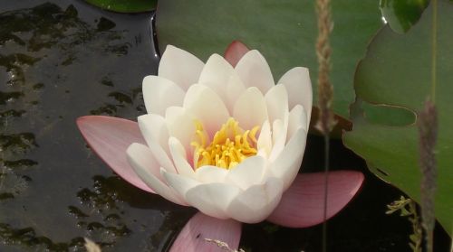waterlily pond nymphaea alba
