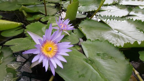 waterlily flower water