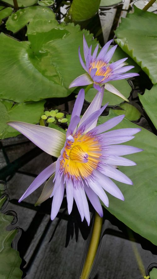 waterlily purple flower water flower