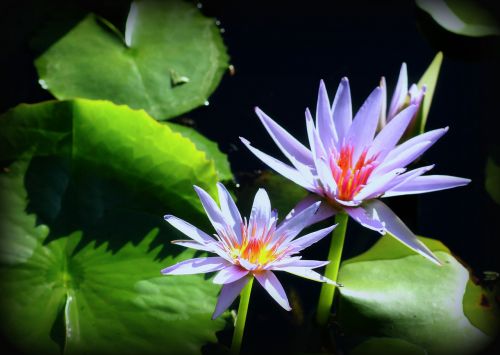 waterlily flower garden