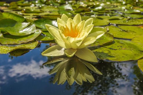 waterlily lake flora