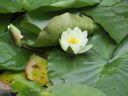 waterlily green lily