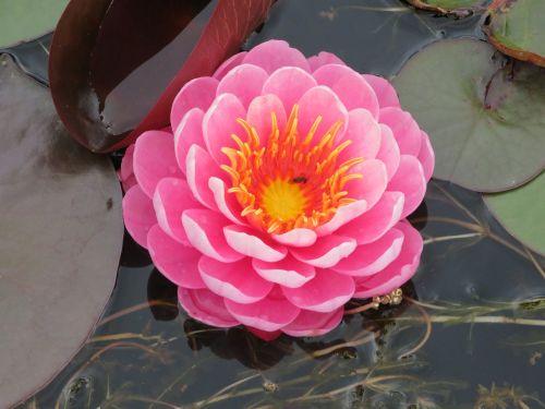 waterlily lily pink