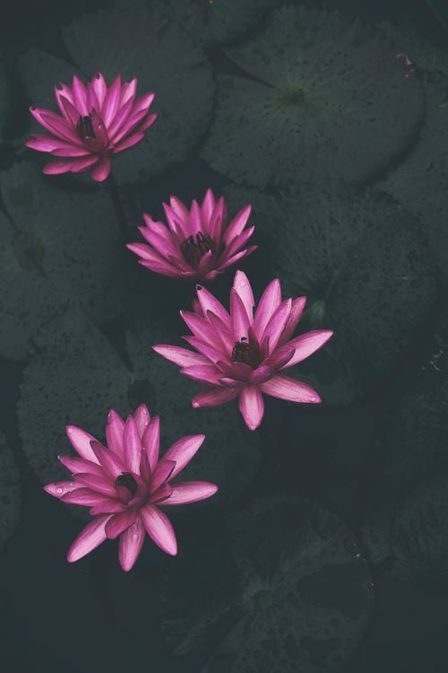waterlily plants pink
