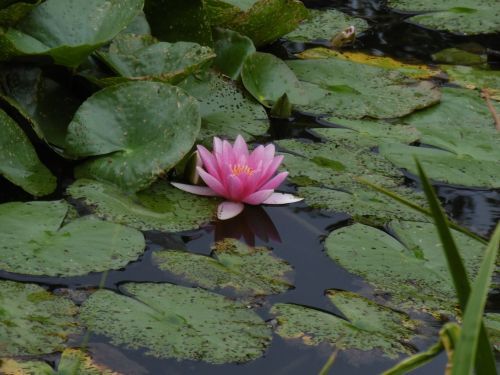 waterlily meditation zen