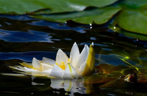 waterlily flower water