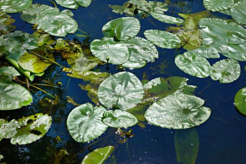 waterlily leaves waterlily leaves