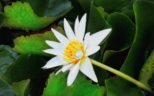 waterlily lily white