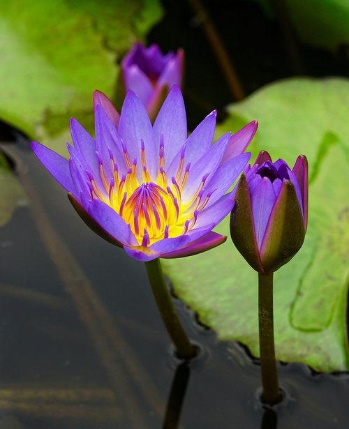 waterlily  lily  lotus
