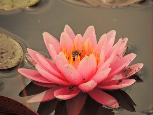 waterlily  flower  bee