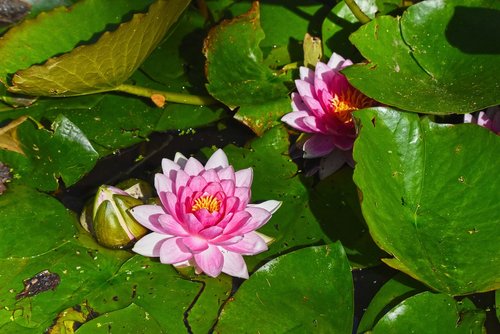 waterlily  flower  aquatic plant