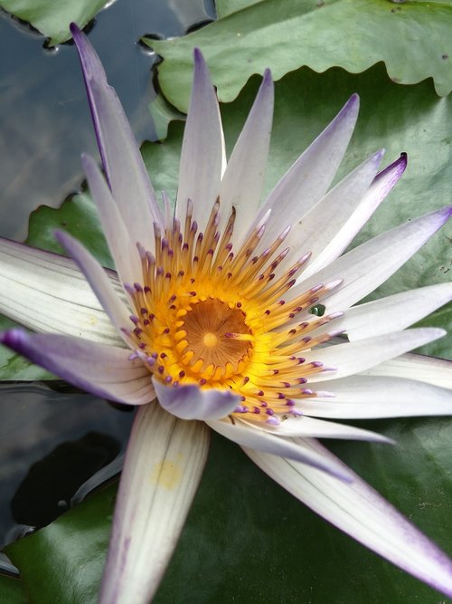 waterlily  lotus  plant