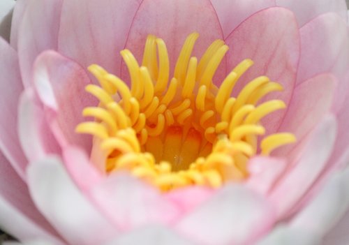waterlily  pink  flower