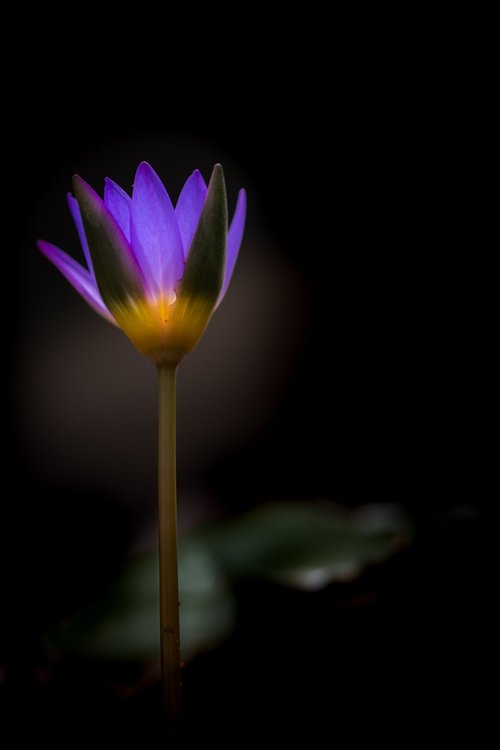 waterlily  flower  zen