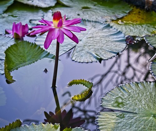 waterlily  pond  nymphaea