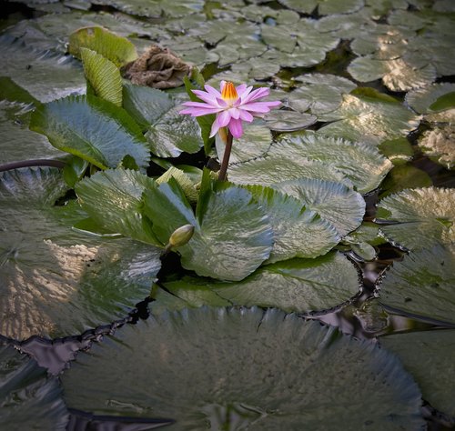 waterlily  water lily  nymphae