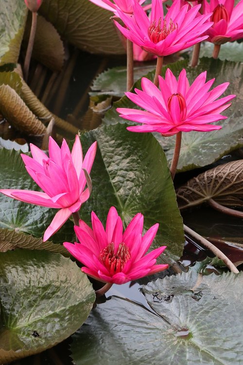 waterlily  lotus  pink