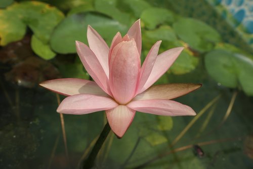 waterlily  pink color  lotus