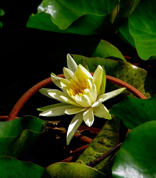 waterlily lily water