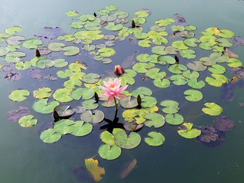 waterlily flower water