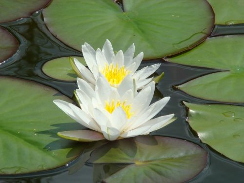 waterlily flower lotus