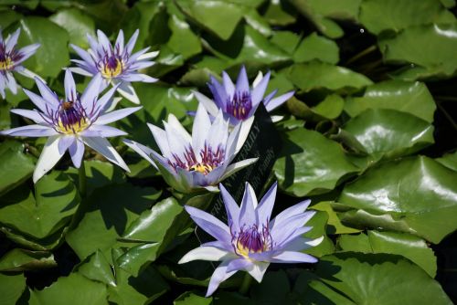 waterlily aquatic lotus