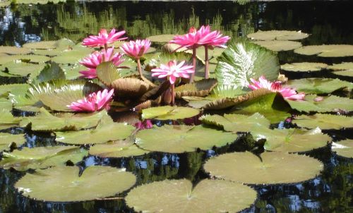 waterlily pond floral