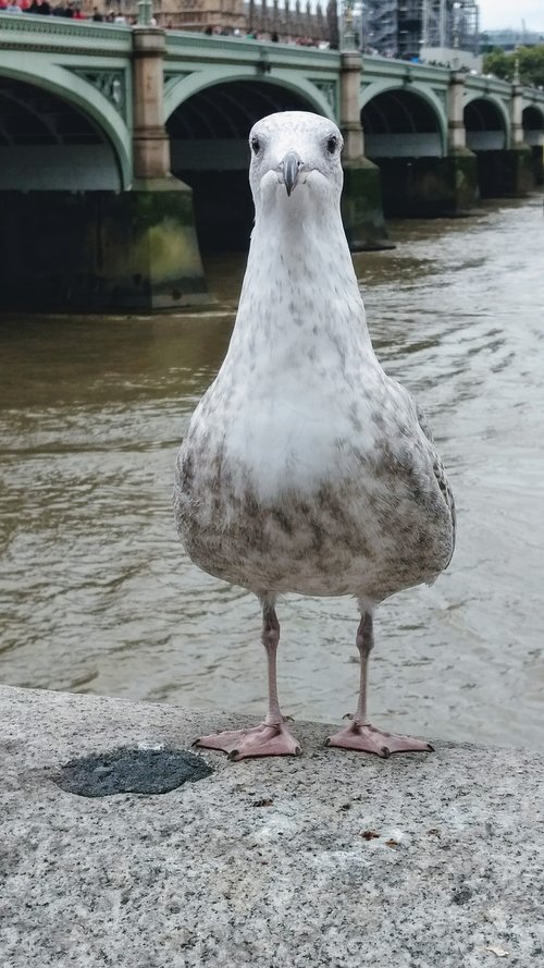 waterloo  bird  seagull