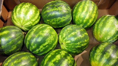 watermelon fruit healthy