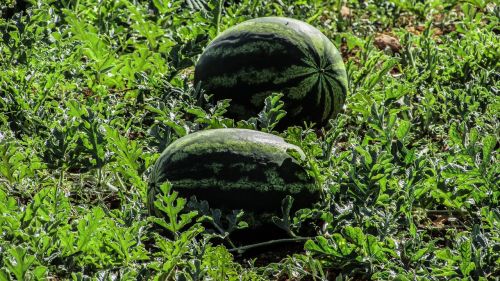 watermelon plant fruit