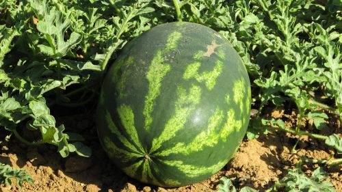 watermelon plant agriculture