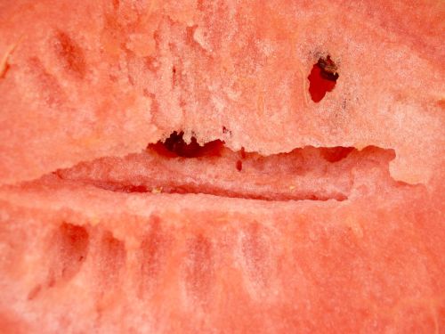 watermelon slice isolated