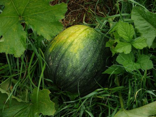 watermelon fruit melons
