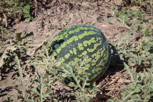 watermelon why vegetable garden