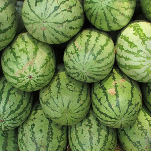 watermelon melon citrullus lanatus