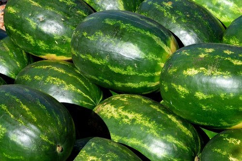 watermelon  melon  fruit