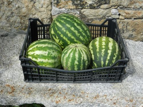 watermelons basket fruit