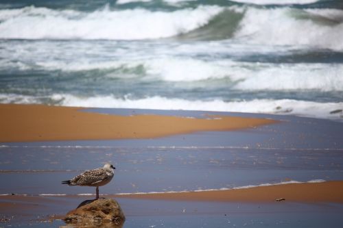 waters sea bird