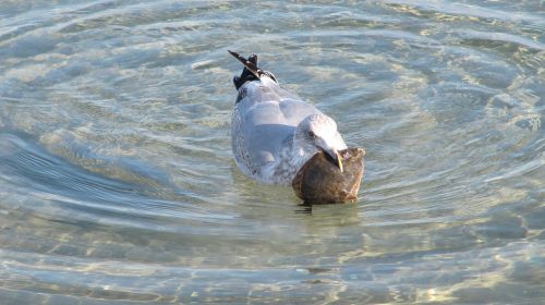 waters nature bird