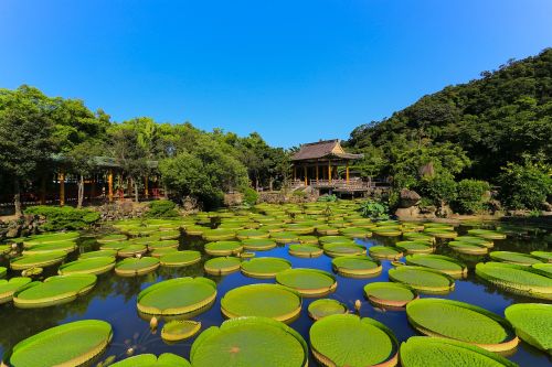 waters pond tropical