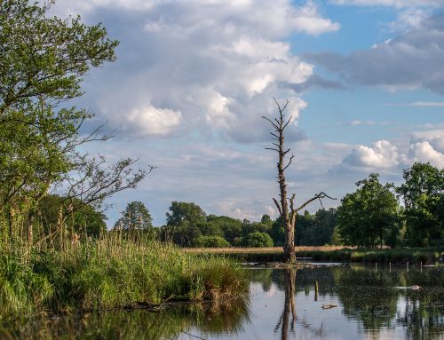 waters nature reflection