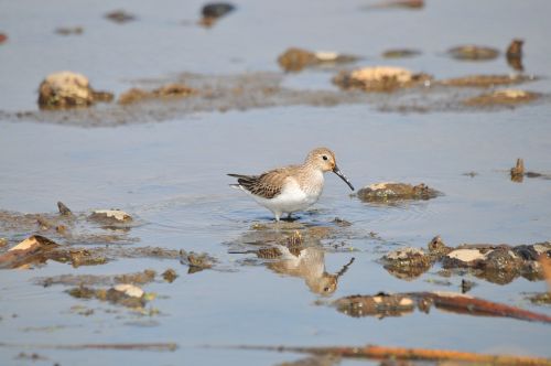 waters bird wild animals