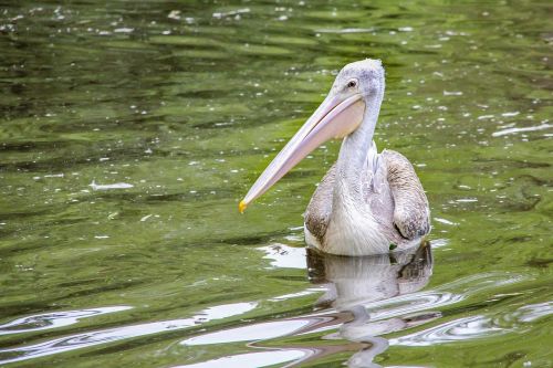 waters bird nature