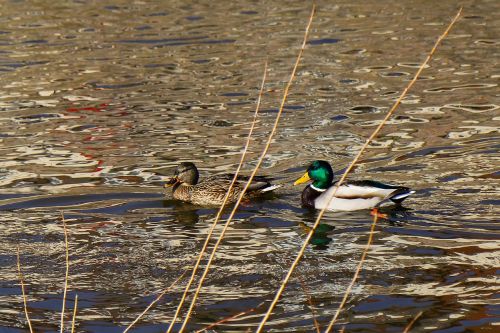 waters lake bird