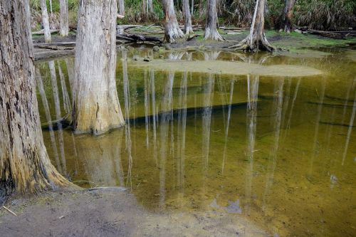 waters nature wood