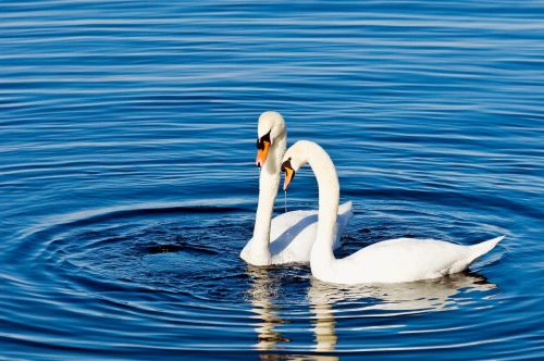 waters bird swan